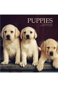 Puppies Calendar 2020