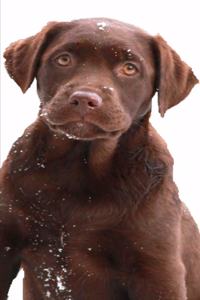 2020 Weekly Planner Chocolate Labrador Retriever Puppy Snowflakes 134 Pages
