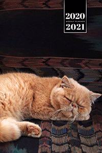 Persian Cat Kitten Kitty Tomcat Week Planner Organizer 2020 / 2021 - Nap Time