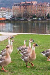 Flock of Geese in Heidelberg, Germany Journal