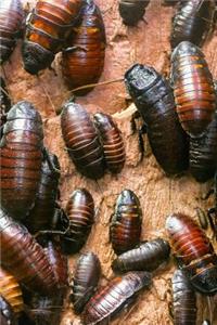 A Cockroach Journal - Write It, Then Step on It