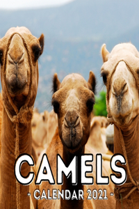 Camels Calendar 2021