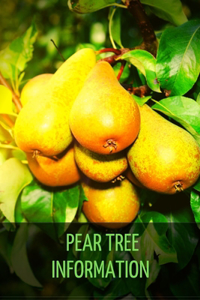 Pear Tree Information