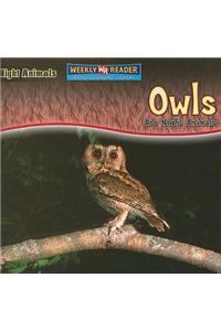 Owls Are Night Animals