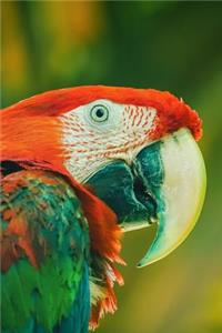 Yes, I AM a Pretty Parrot Journal