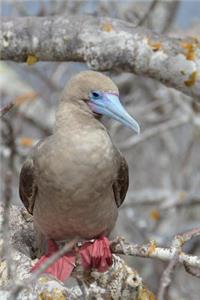 Red-Footed Booby Seabird in the Galapagos Islands Journal