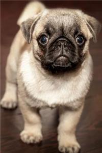 Pug