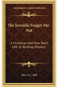The Juvenile Forget-Me-Not