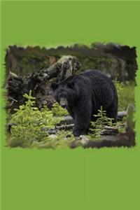 Black Bear