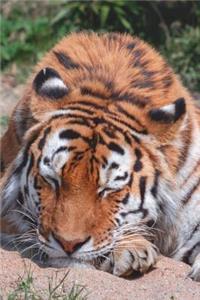 Sleeping Tiger Journal