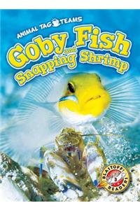 Goby Fish and Snapping Shrimp