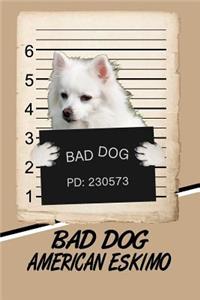 Bad Dog American Eskimo