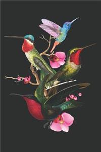 Hummingbird Journal