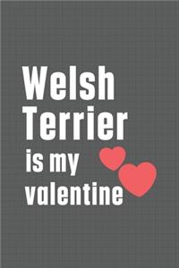 Welsh Terrier is my valentine