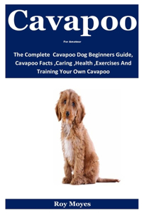 Cavapoo For Amateur