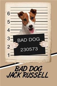 Bad Dog Jack Russell