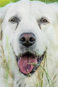 Golden Retriever May Notebook & Journal. Productivity Work Planner & Idea Notepad