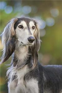 The Saluki Dog Journal