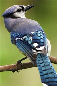 The Bluejay Journal