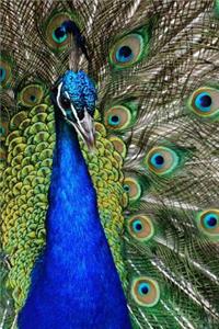 Peacock Journal