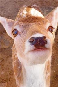 Say Hello to the White-Tailed Deer Fawn Journal