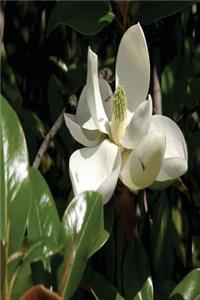 Floral Journal Fresh Magnolia Bloom