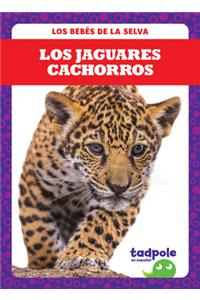 Los Jaguares Cachorros (Jaguar Cubs)