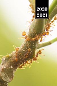 Ant Insect Myrmecology Week Planner Weekly Organizer Calendar 2020 / 2021 - Climbing on Branches