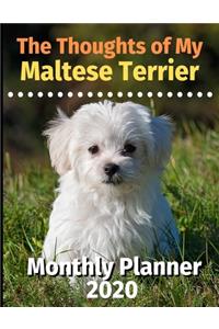 The Thoughts of My Maltese Terrier