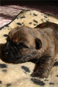 Tiny Cairn Terrier Puppy Journal