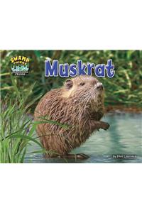 Muskrat