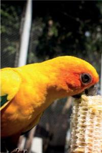 Exotic Birds January Notebook & Journal. Productivity Work Planner & Idea Notepad