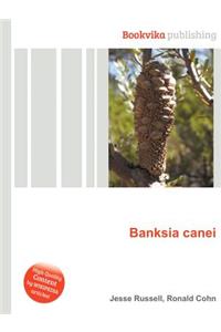 Banksia Canei
