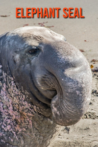 Elephant Seal