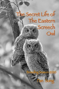 The Secret Life of Eastern Screech Owl