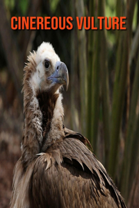 Cinereous Vulture