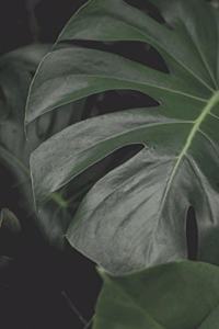 Journal Tropical Leaf 6x9 150 Lined Sheets