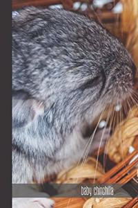 baby chinchilla