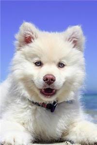 Finnish Lapphund