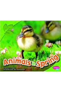 Animals in Spring