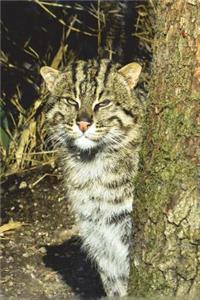 The Fishing Cat Journal