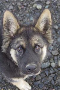 Sweet Shepherd Puppy Dog in the Park Journal