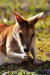 Super Cute Lounging Kangaroo in Australia Journal