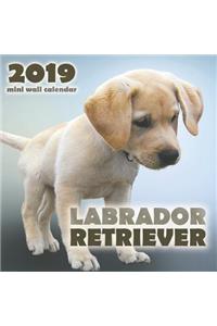 Labrador Retriever 2019 Mini Wall Calendar
