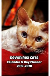 Devon Rex Cats Calendar & Day Planner 2019-2020
