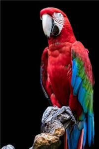 Brilliant Plumage of a Macaw Journal