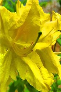 Springtime 2019 Daily Planner Yellow Bloom Full 384 Pages