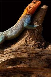 Lizard Reptile Herpetology Iguana Ghecko Notebook