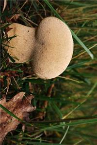 Puffing Bovist Mushroom Journal