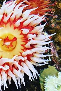 Anemone Notebook